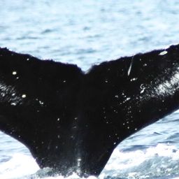 Fluke of Caldera