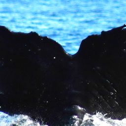 Fluke of Glupper