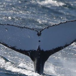 Fluke of PWF-SP_4376
