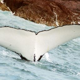 Fluke of PWF-SP_4419