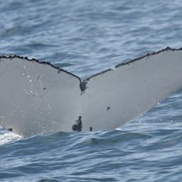 Fluke of PWF-SP_4807
