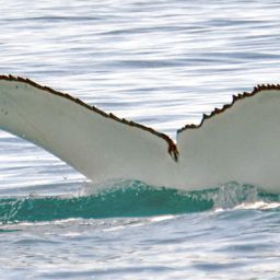 Fluke of PWF-SP_5039