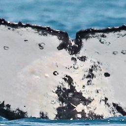 Fluke of PWF-SP_5078