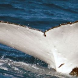 Fluke of PWF-SP_5221