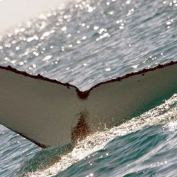 Fluke of SELKRE