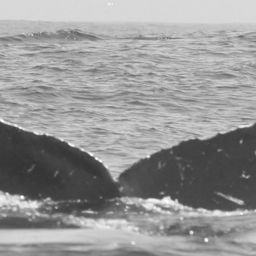 Fluke of CRC-11146