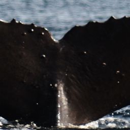 Fluke of Spot