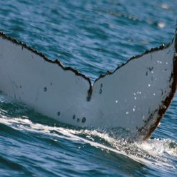 Fluke of PWF-SP_5392