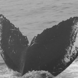 Fluke of CRC-10626
