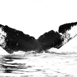 Fluke of Pizza Slice