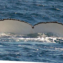 Fluke of PWF-SP_5423