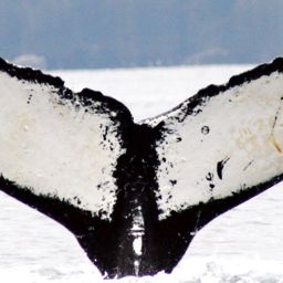 Fluke of HW-MN0420291