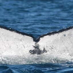 Fluke of PWF-SP_5548