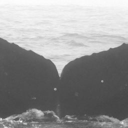 Fluke of CRC-12553