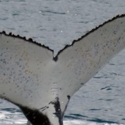 Fluke of PWF-SP_5524
