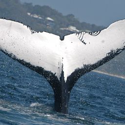 Fluke of PWF-SP_5835