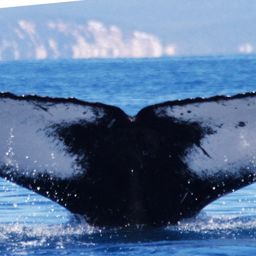 Fluke of PWF-SP_5749