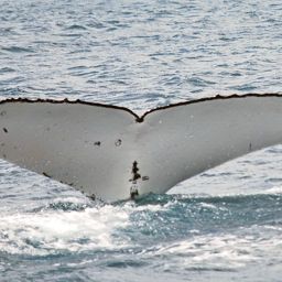 Fluke of PWF-SP_5626