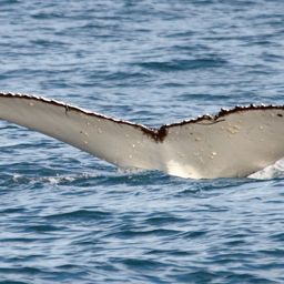 Fluke of PWF-SP_5633