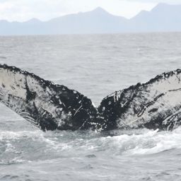 Fluke of HW-MN0420299