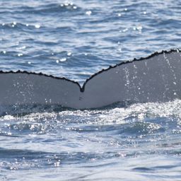 Fluke of PWF-SP_5952
