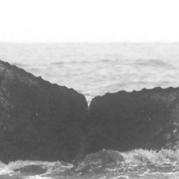 Fluke of Attenor
