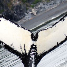 Fluke of Albino