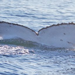 Fluke of PWF-SP_6023
