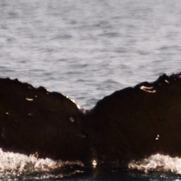Fluke of Dusky