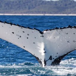 Fluke of 62512