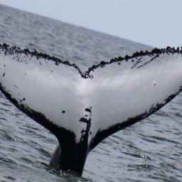 Fluke of PWF-SP_6163