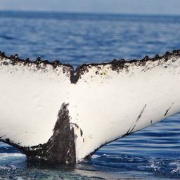 Fluke of PWF-SP_6139