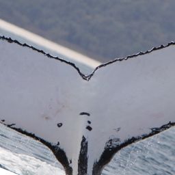 Fluke of PWF-SP_6170