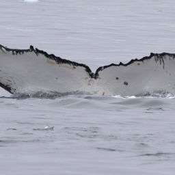 Fluke of HW-MN1300466