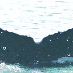 Fluke of SEAK-2663