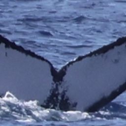 Fluke of Nephele