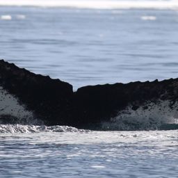 Fluke of HW-MN1300611