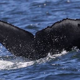Fluke of 2020-2021 calf of CRC-19952