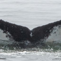 Fluke of CRC-19951