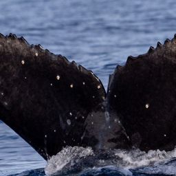 Fluke of 2020-2021 calf of Chompers