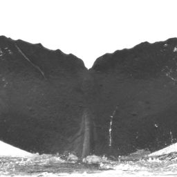 Fluke of Asymptotic