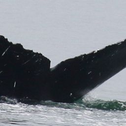 Fluke of Kuliana