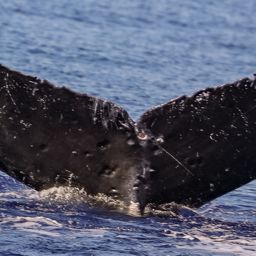 Fluke of Ikabaud