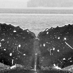 Fluke of Jagged