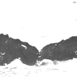 Fluke of Javelina