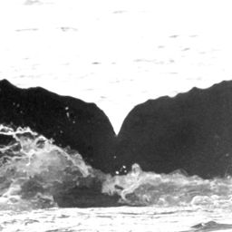Fluke of Jubiru