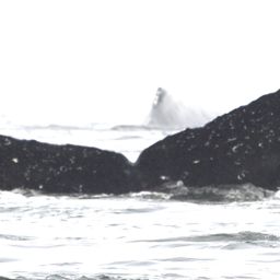 Fluke of Kahokukano