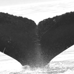 Fluke of KaneMoaAla