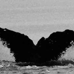 Fluke of Kaos