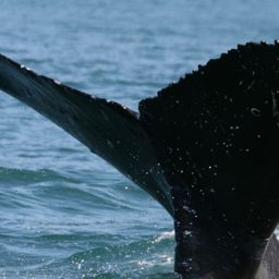 Fluke of HW-MN0401267